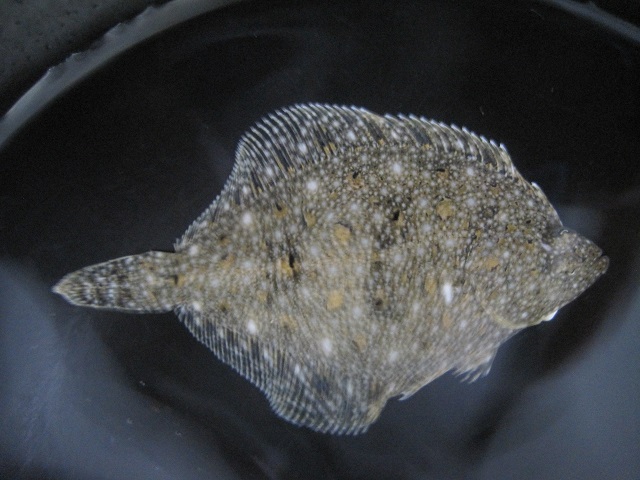 イシガレイ 株式会社アクアガイド 環境調査や移動水族館を行っている会社です