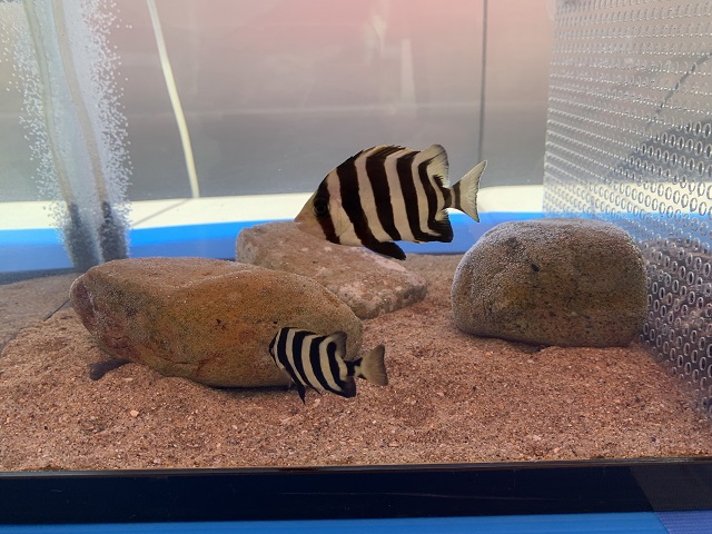 イシダイ 株式会社アクアガイド 環境調査や移動水族館を行っている会社です