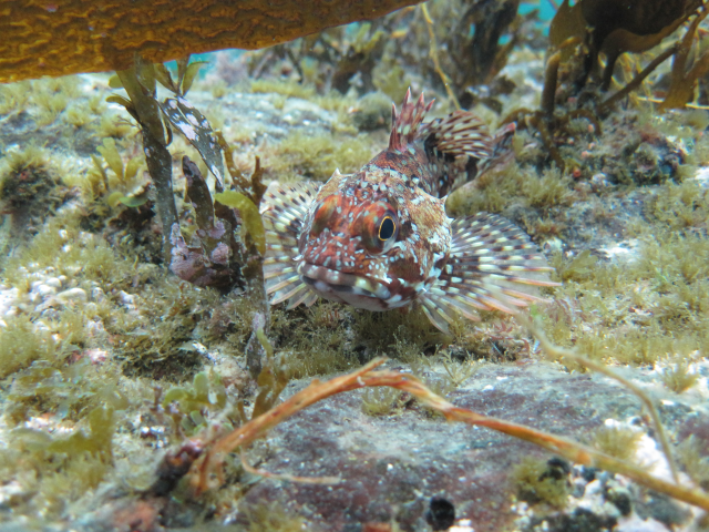 カサゴ 株式会社アクアガイド 環境調査や移動水族館を行っている会社です